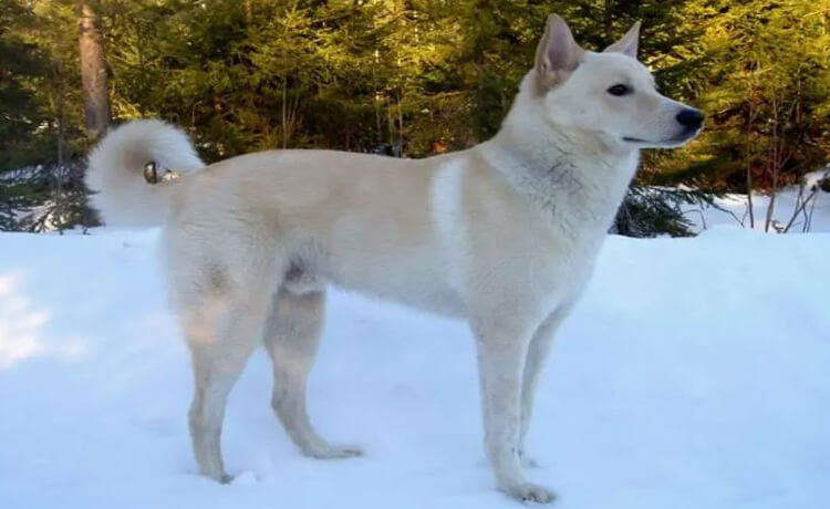 Canaan Dog